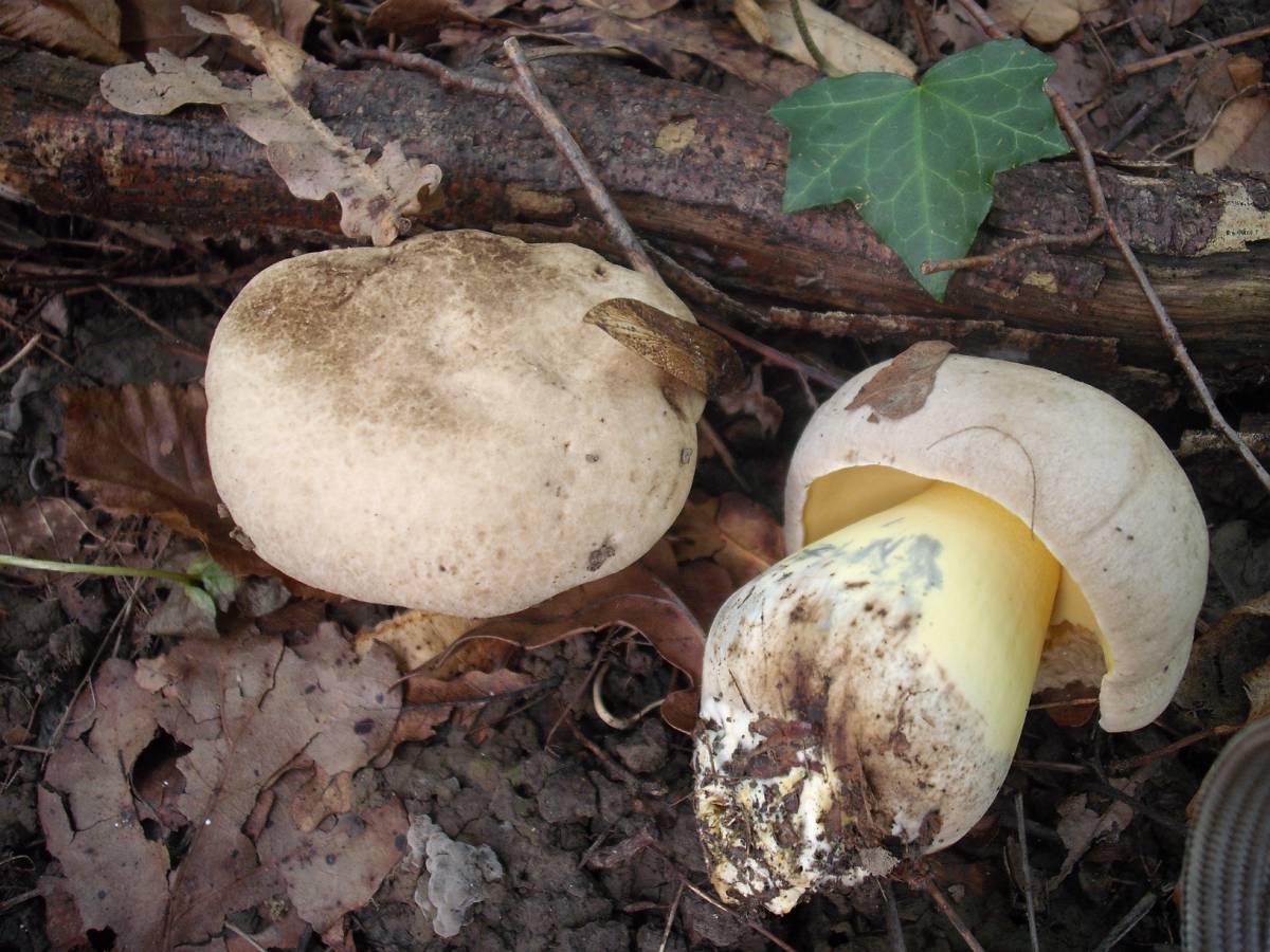 Boletus radicans e Limax